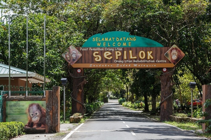 Dove vedere gli oranghi nel Borneo Malese